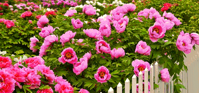 众多花卉竞逐国花,沈阳的市花与市树揭晓