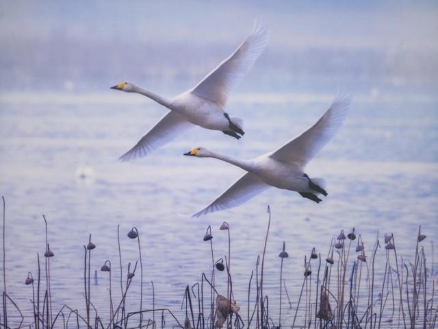 自由自在天鹅影,展翅高飞蓝天梦