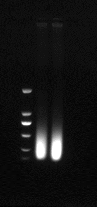 chip染色质免疫沉淀技术实验步骤实验方法服务