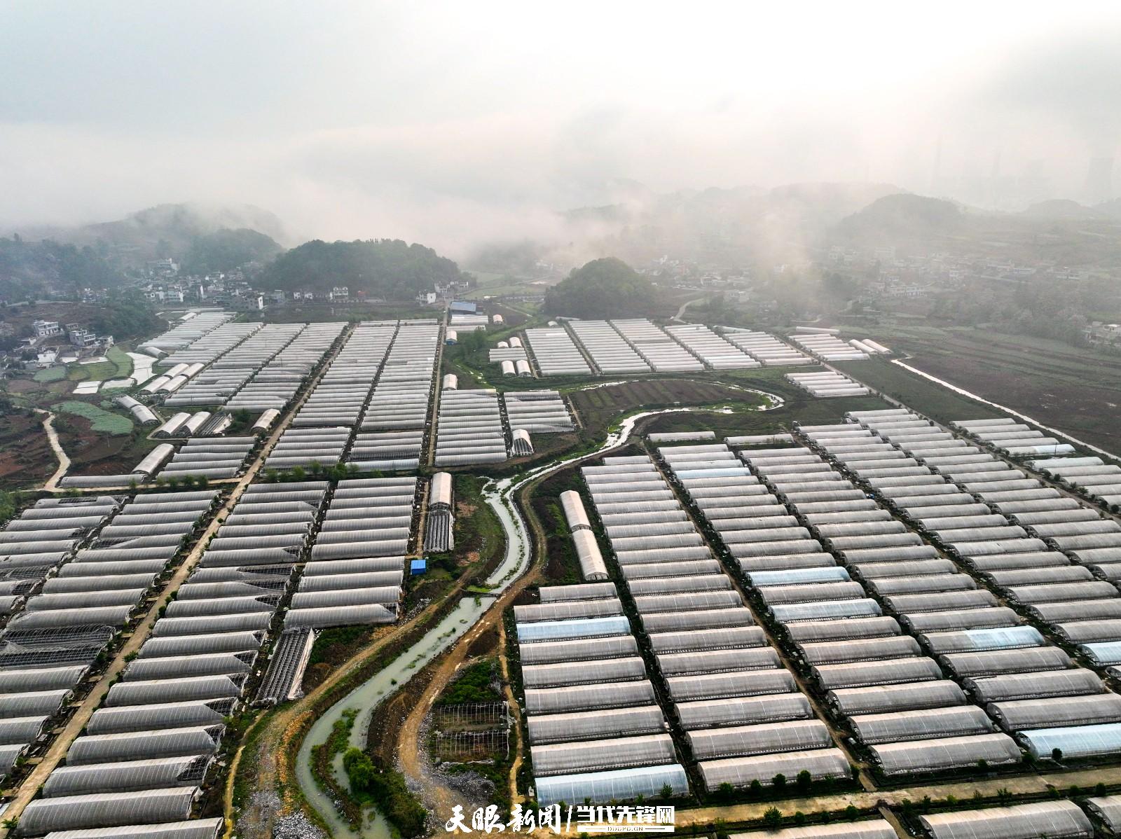 黔西甘棠镇:"大棚农业"助力乡村振兴