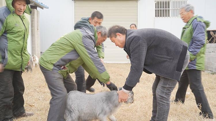 菏泽市单县"牧羊人"朱西坤的幸福致富路