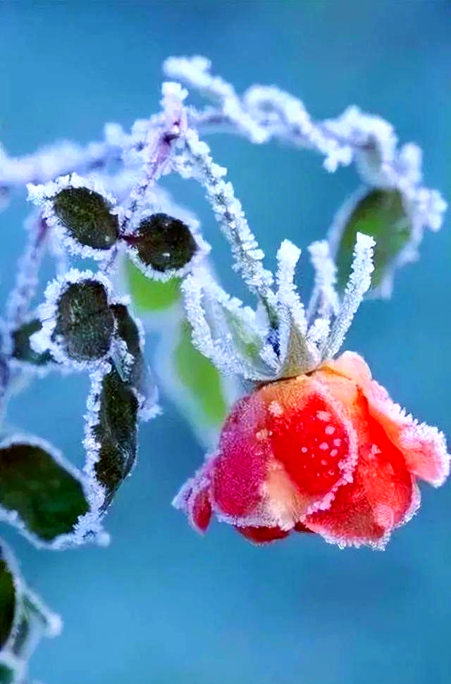 多首关于霜花的诗词,描绘冬日美景与感受