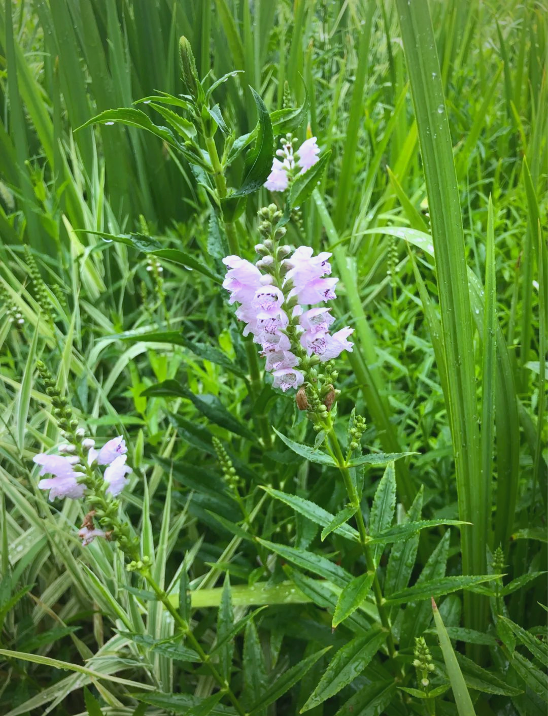 探索多种随意草的独特魅力