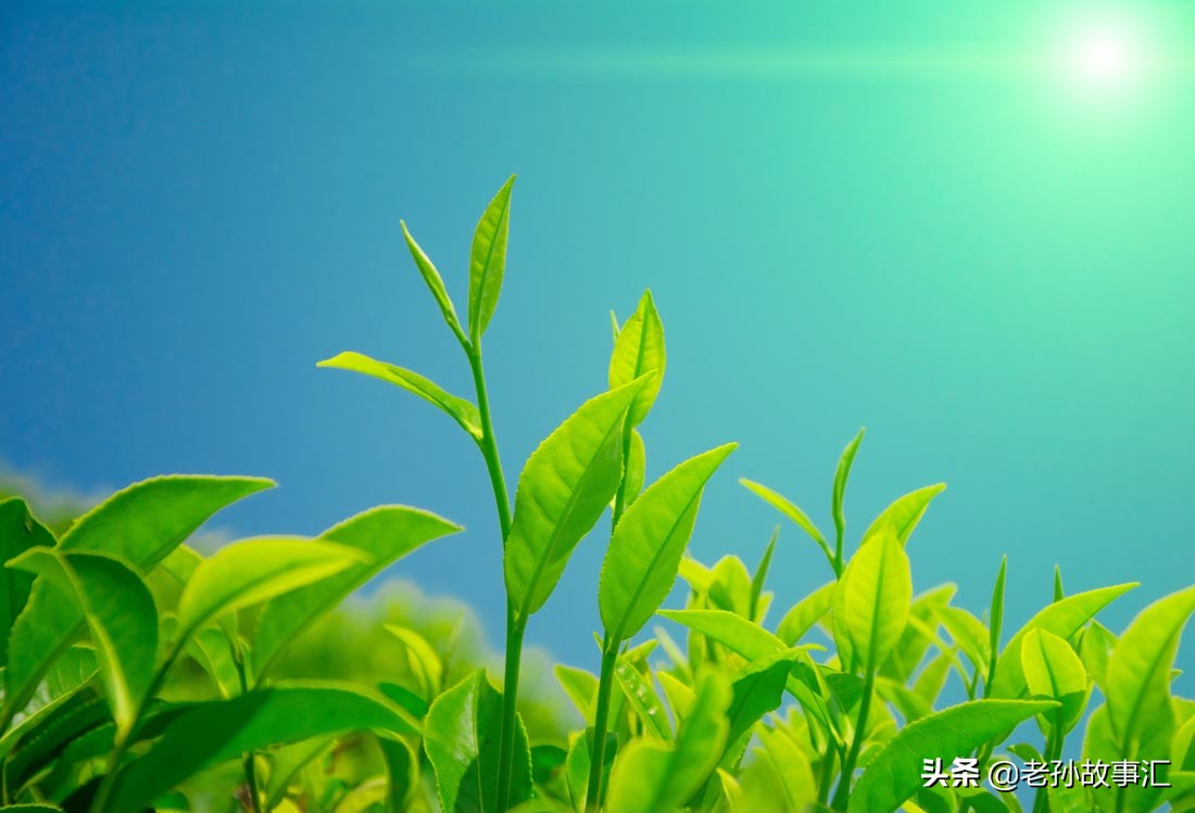 浅谈四川谚语——叫唤雀儿不长肉