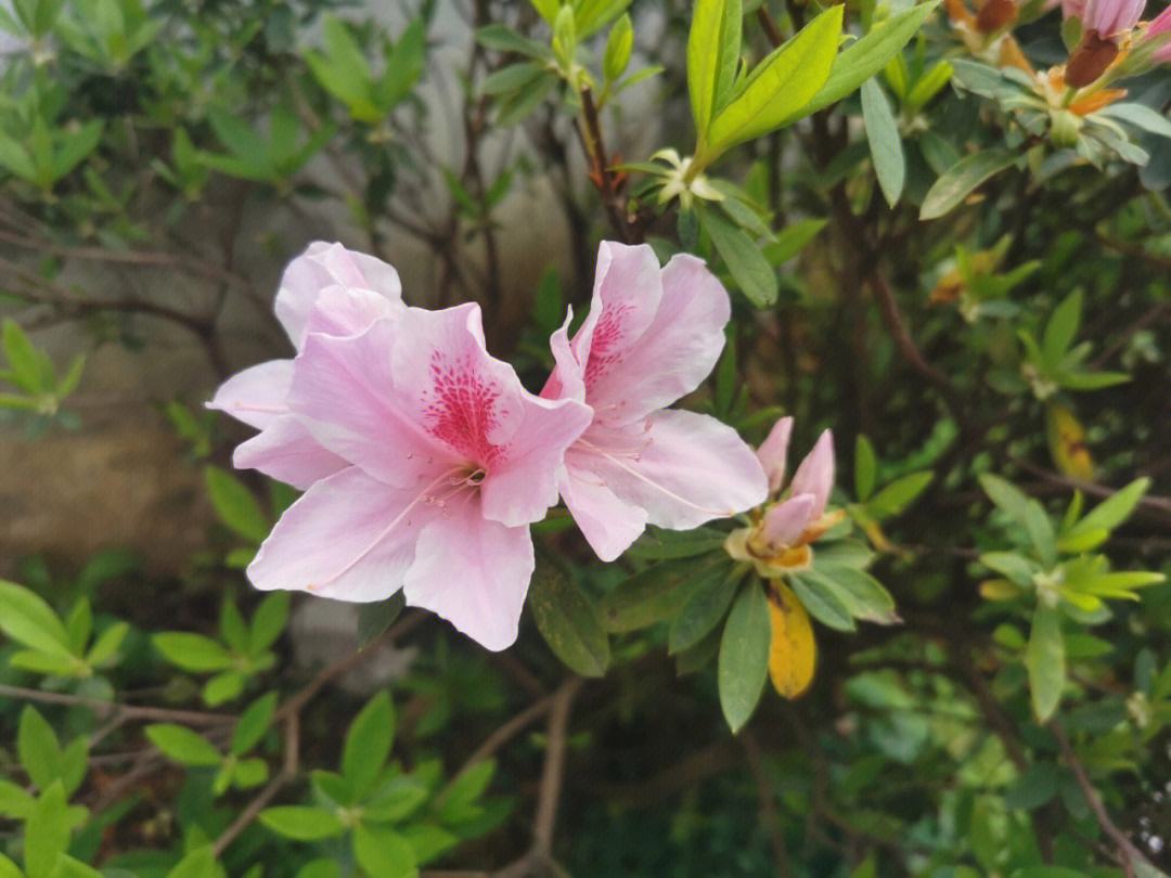 锦绣杜鹃怎么养?锦绣杜鹃的养殖方法和注意事项