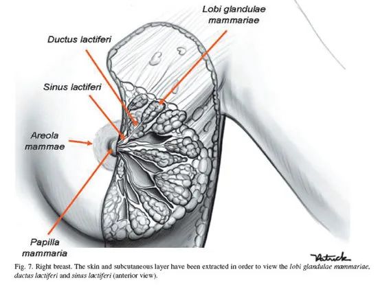 的情况下,把胸部很好的支撑起来,加上包裹在乳房外面紧致的皮肤结构