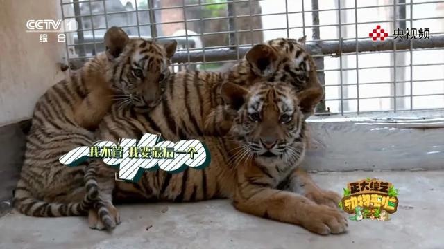 上"体育课",怕打针,今天18:00档《动物来啦》带您看看动物们的成长
