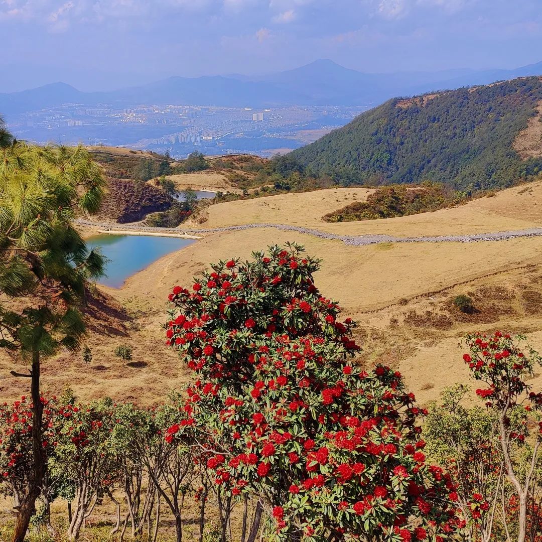 探秘腾冲东山上的大树杜鹃