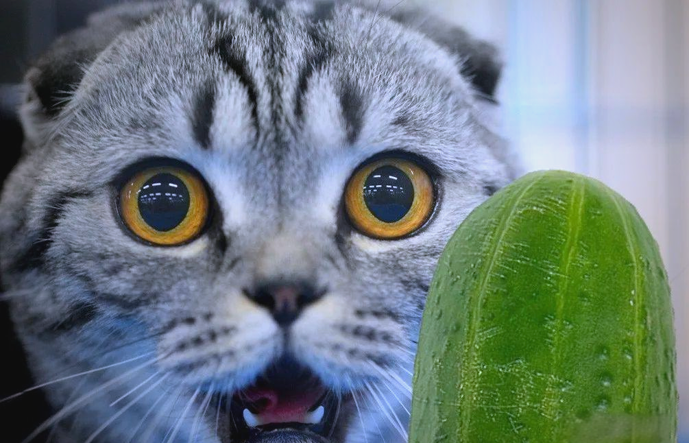 猫为什么害怕黄瓜