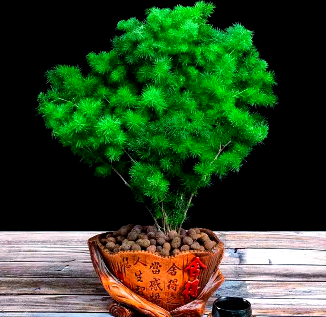 蓬莱松盆景制作指南与养护要点