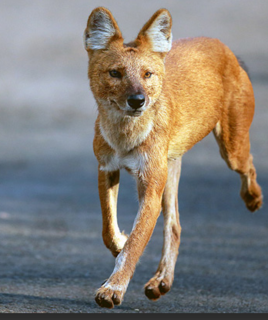 生命之声:亚洲豺犬