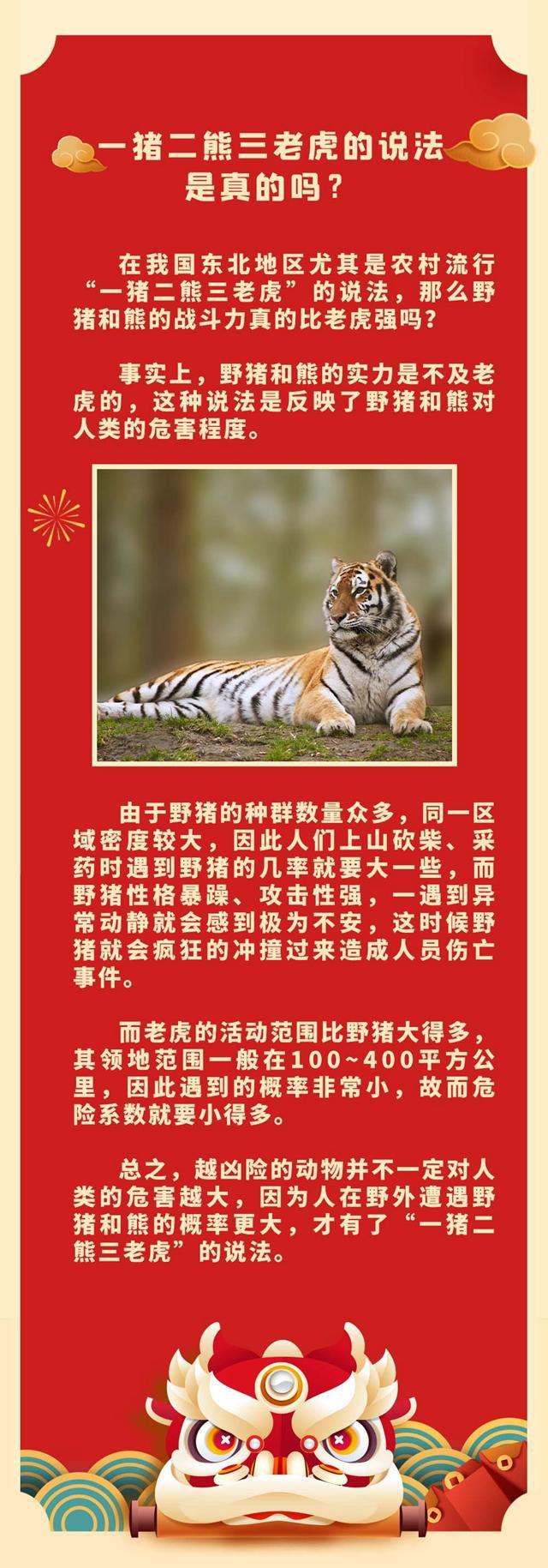 趣话春节丨一猪二熊三老虎的说法是真的吗?