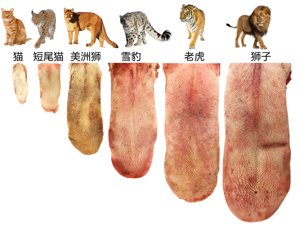 老虎的舌头为什么会被称为"刮骨钢刀"?被舔一下有多严重?