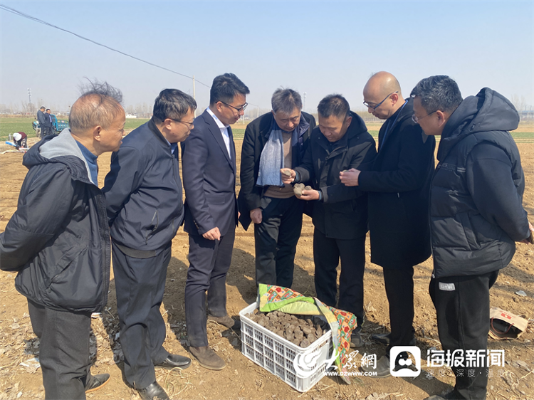 紫土豆变身"金疙瘩" 邹城香城镇第一书记服务队好点子找到新路子