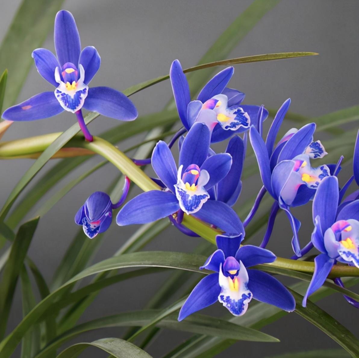 一种以"颜色"闻名的兰花,颜值太上头,一杆一束花,多季开花!