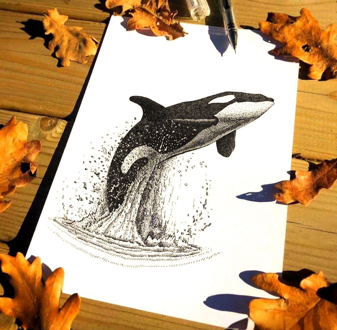 如何绘制令人印象深刻的鲸鱼素描集