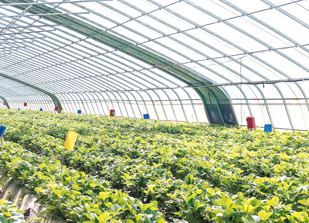 平罗县智慧农业:温室大棚焕发"科技魅力"