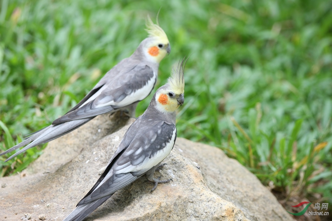 3,鸡尾鹦鹉