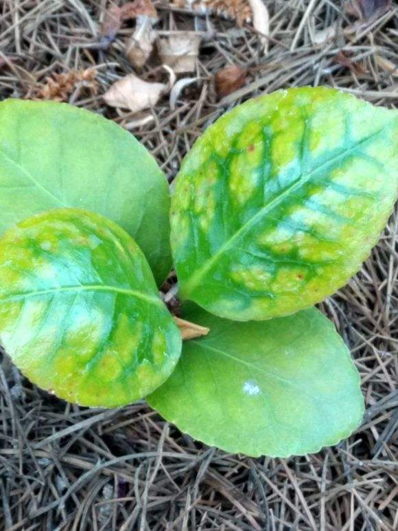 香妃茶花叶子发黄?及时补铁,叶子油亮翠绿有光泽