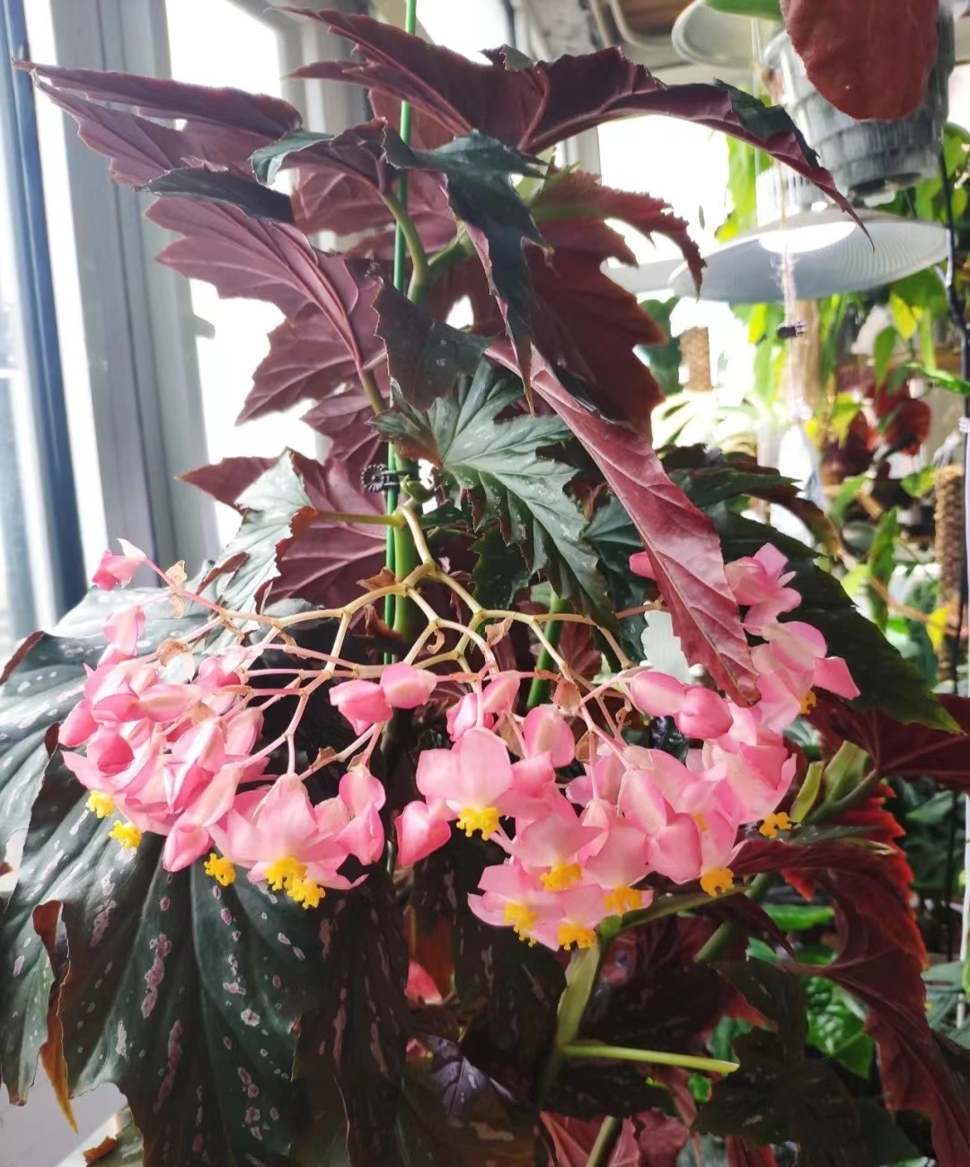 室内绿植"新宠儿"—苏菲秋海棠,耐阴好养,花叶俱美,超爱开花