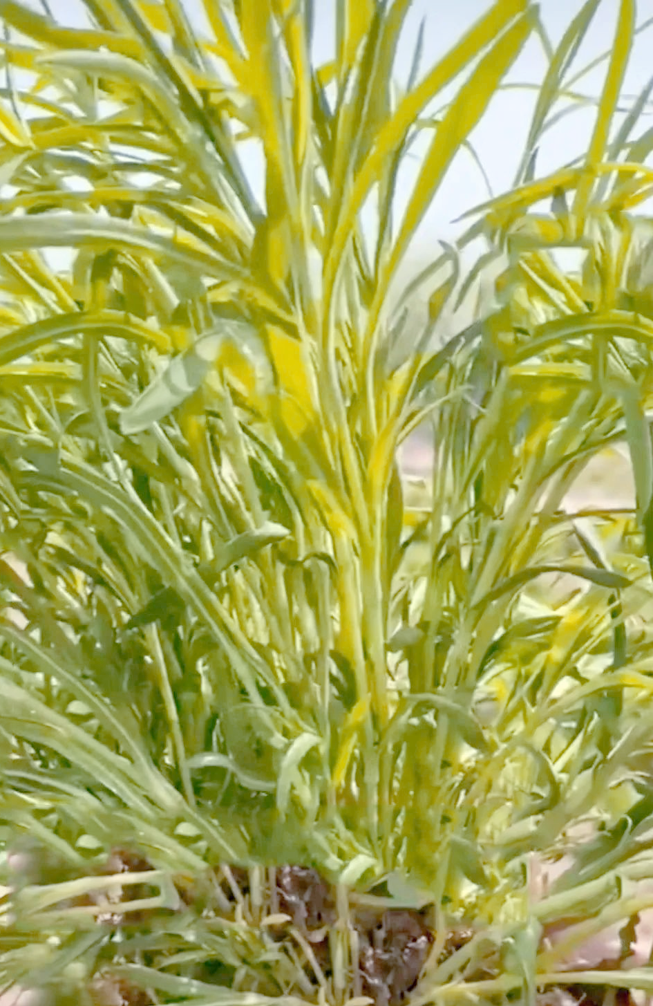 瞿麦:从中药到景观的多样用途植物