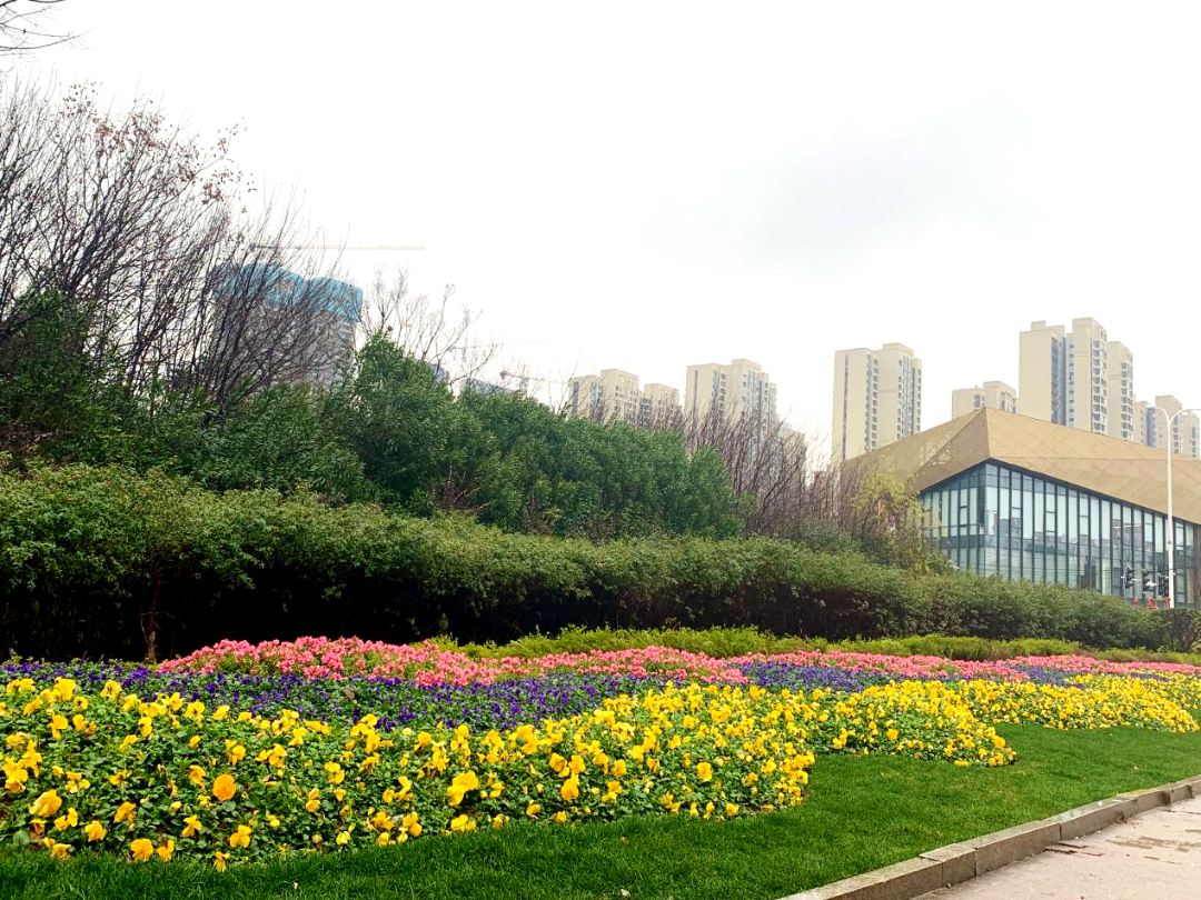 春节我在岗｜雨花园林坚守一线，增花添彩27.3万盆