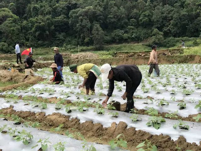 西盟永业村:产业发展"小妙招 助力"金豆子"落地