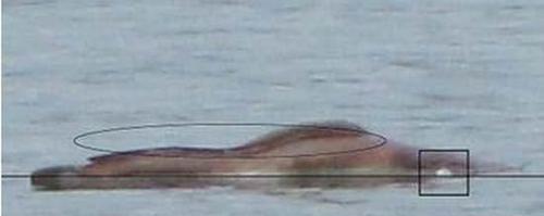 湖光岩水怪神秘现身