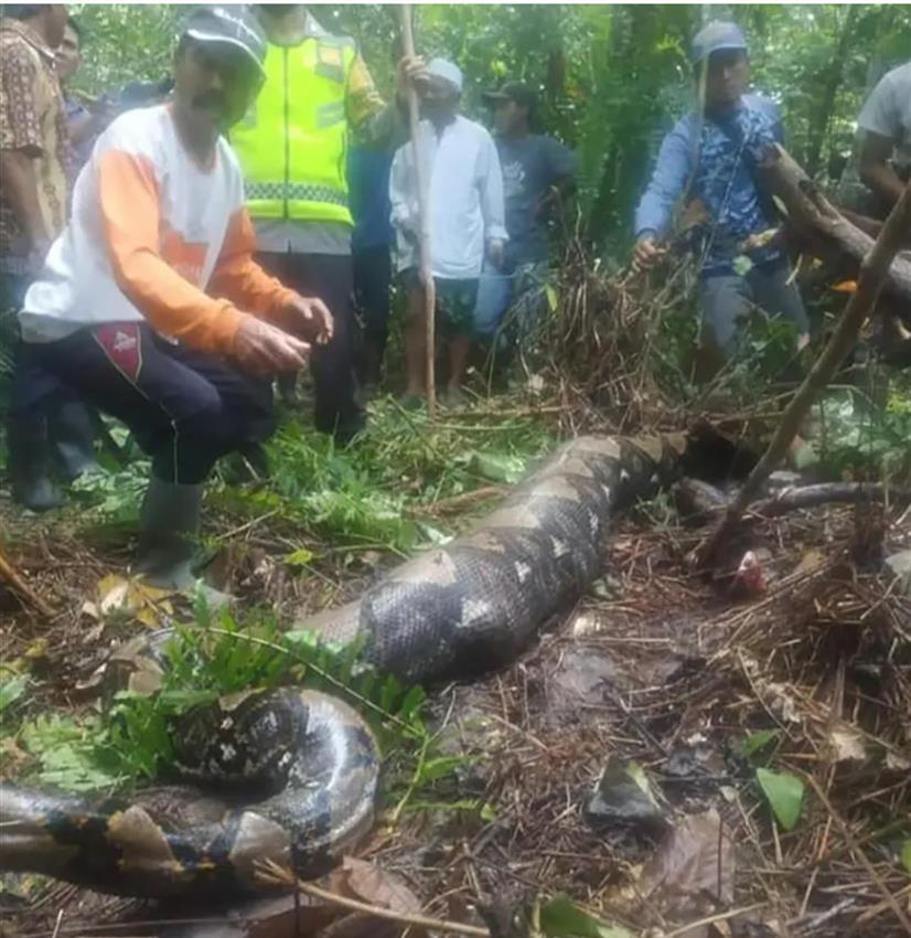 广东一地惊现大蟒蛇!30斤看家狗狗被生吞!为保护动物已放生!