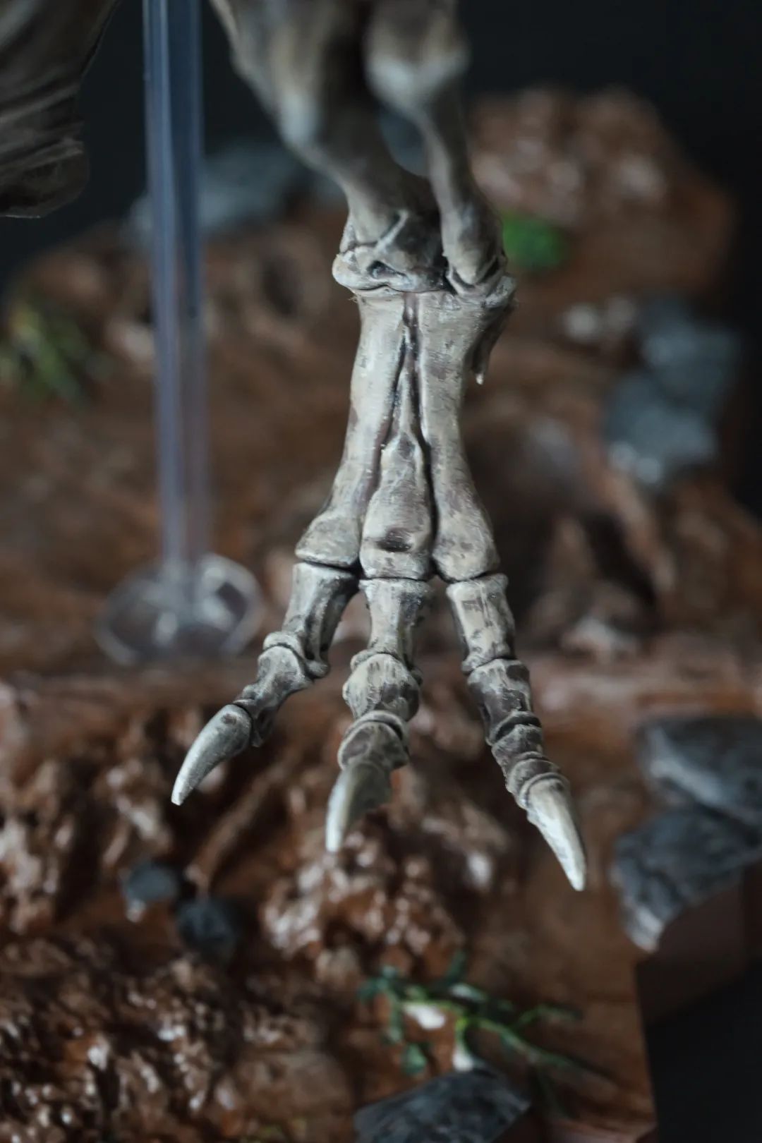 画龙画骨~万代塑料拼装恐龙骨骼化石模型