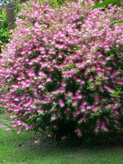 合欢- 热门商品专区