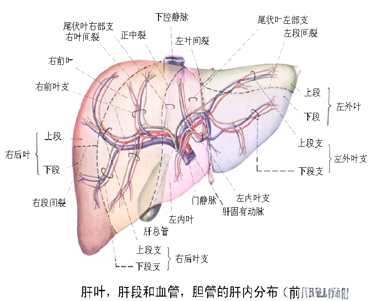 全面解析肝脏的表面解剖与分叶分段