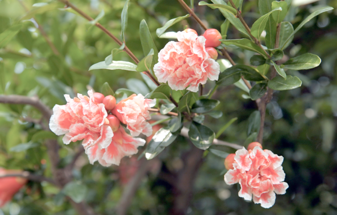 石榴花初夏绽放,点亮你的视觉体验