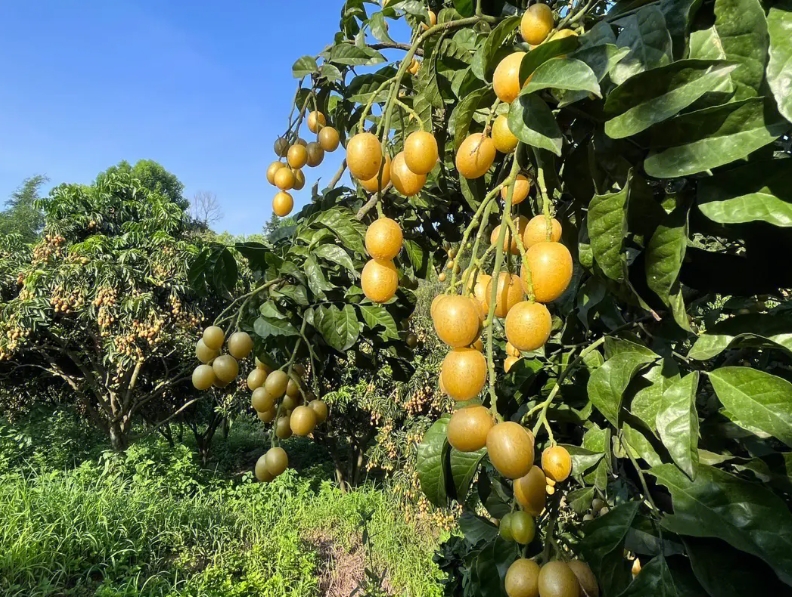 黄皮果:孕妇食用的安全佳品