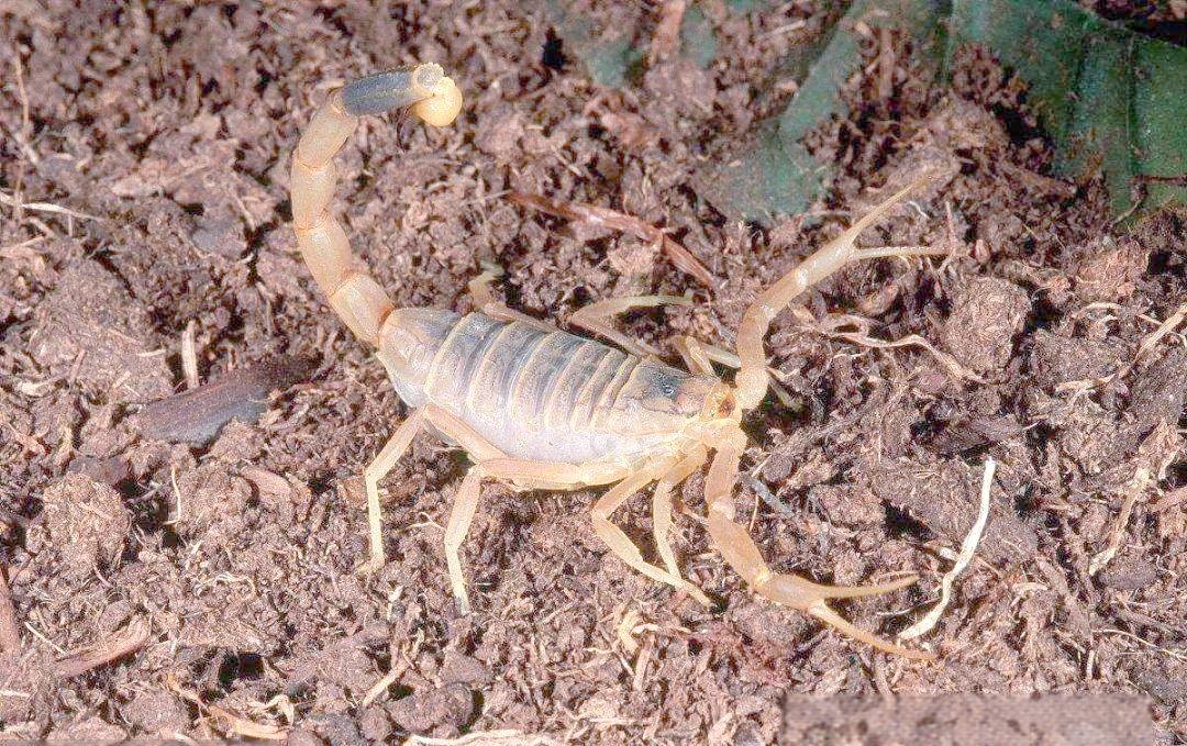 巴勒斯坦毒蝎:地球上毒性极高的蝎子种类