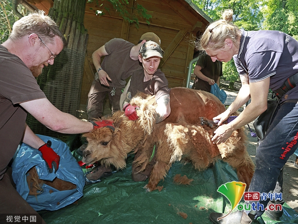 德国动物饲养员给羊驼剃毛