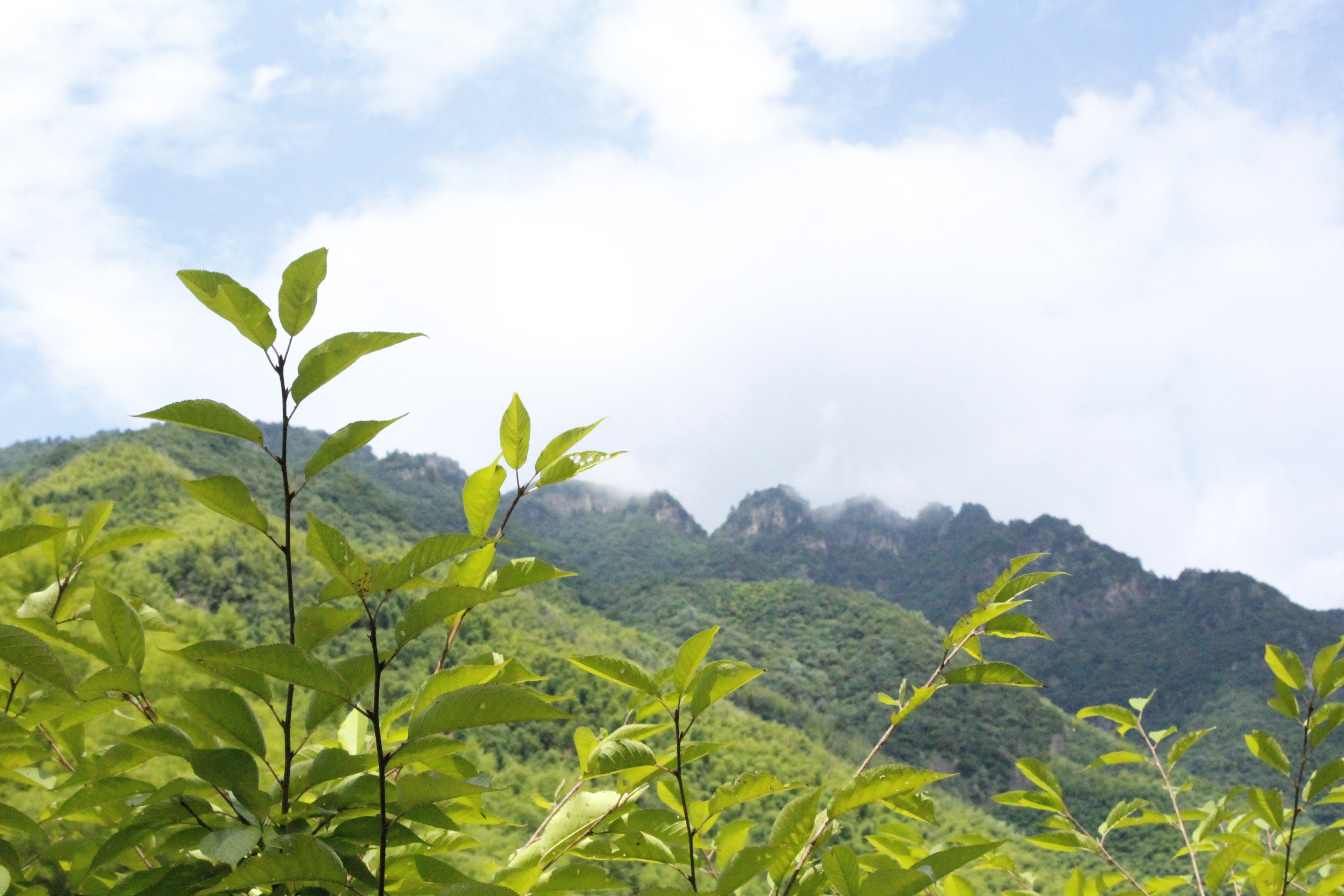 安吉报福镇石岭村,山清水秀之美,避世之旅