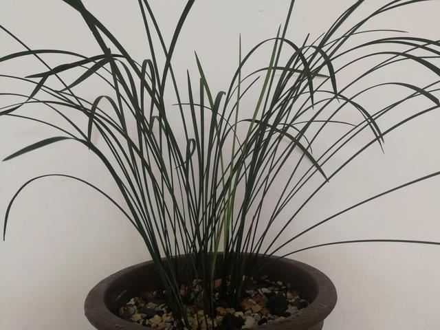 兰花界中以一个县名命名的兰花一一丘北冬蕙兰,迎接冬天的到来