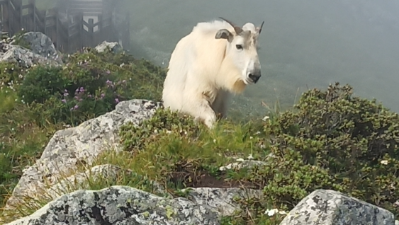 陕西太白山景区发现国家一级保护动物羚牛