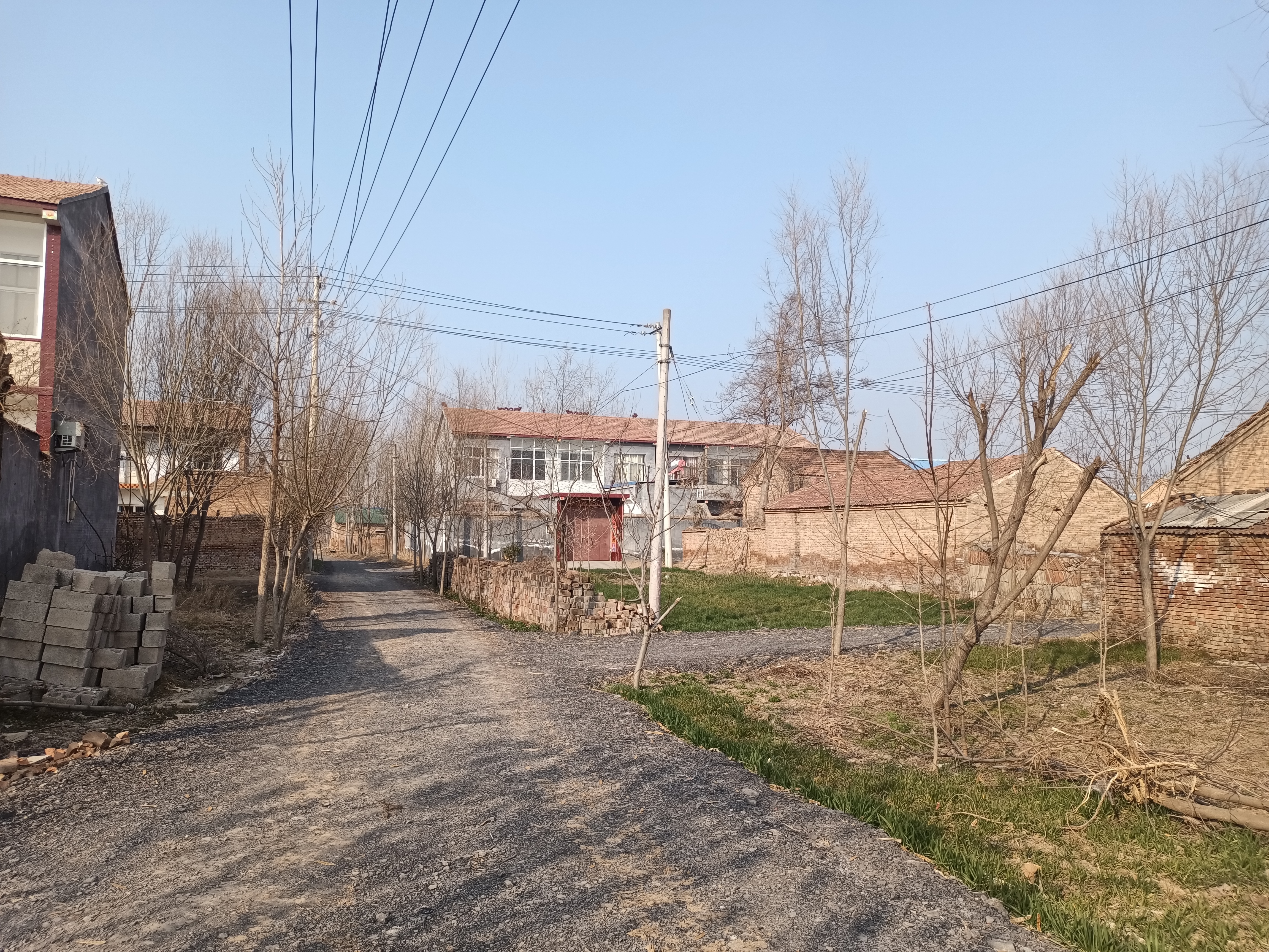 丰县王沟镇老鹳寺:一棵大树上住着一窝大老鹳