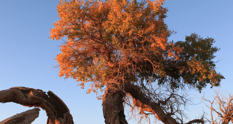 胡叶树是—种什么树