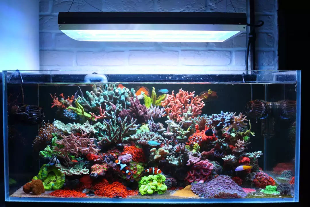 海缸 造景 - 2020年最新商品信息聚合专区 - 百度爱采购