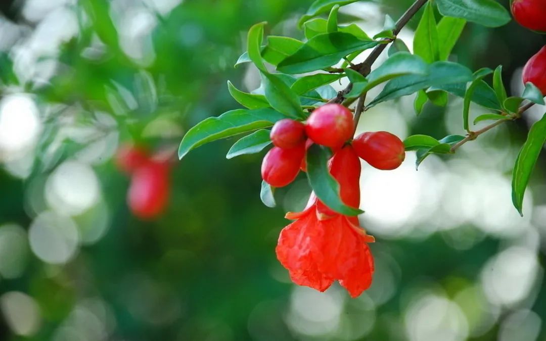 万木葱茏迎仲夏;千花烂漫灿端阳.《今日对联》第248期(余君君出句)