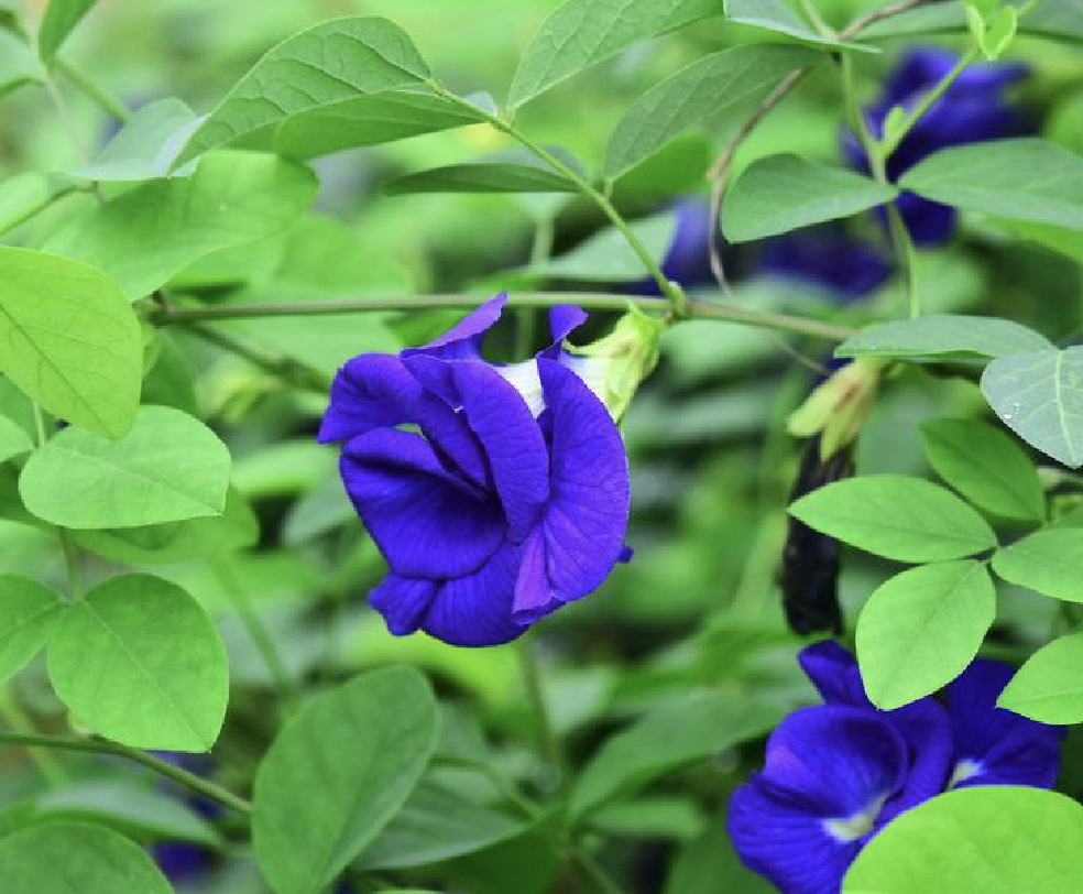 一杯蓝色好心情——蝶豆