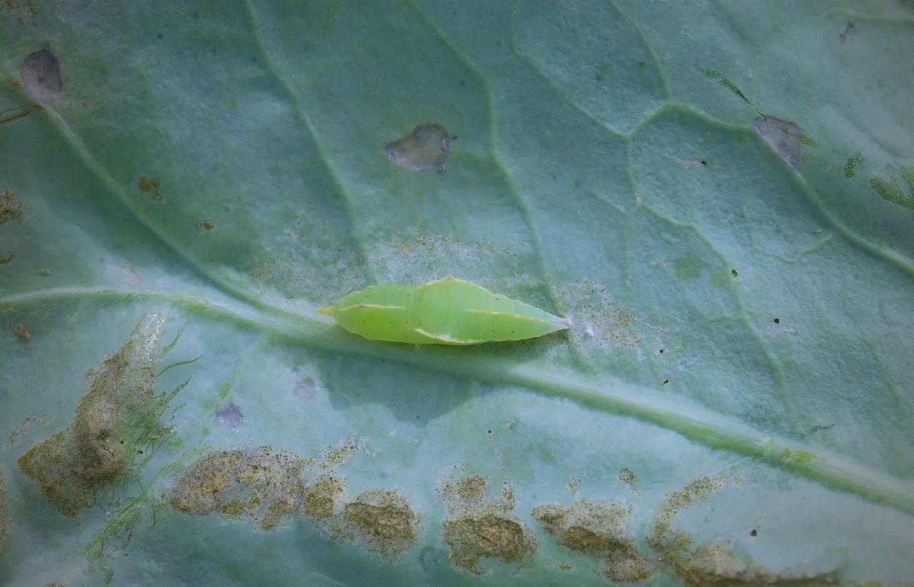 东方菜粉蝶的蛹体,其形态特征为纺锤形,体表覆盖着棱角状的突起物,这