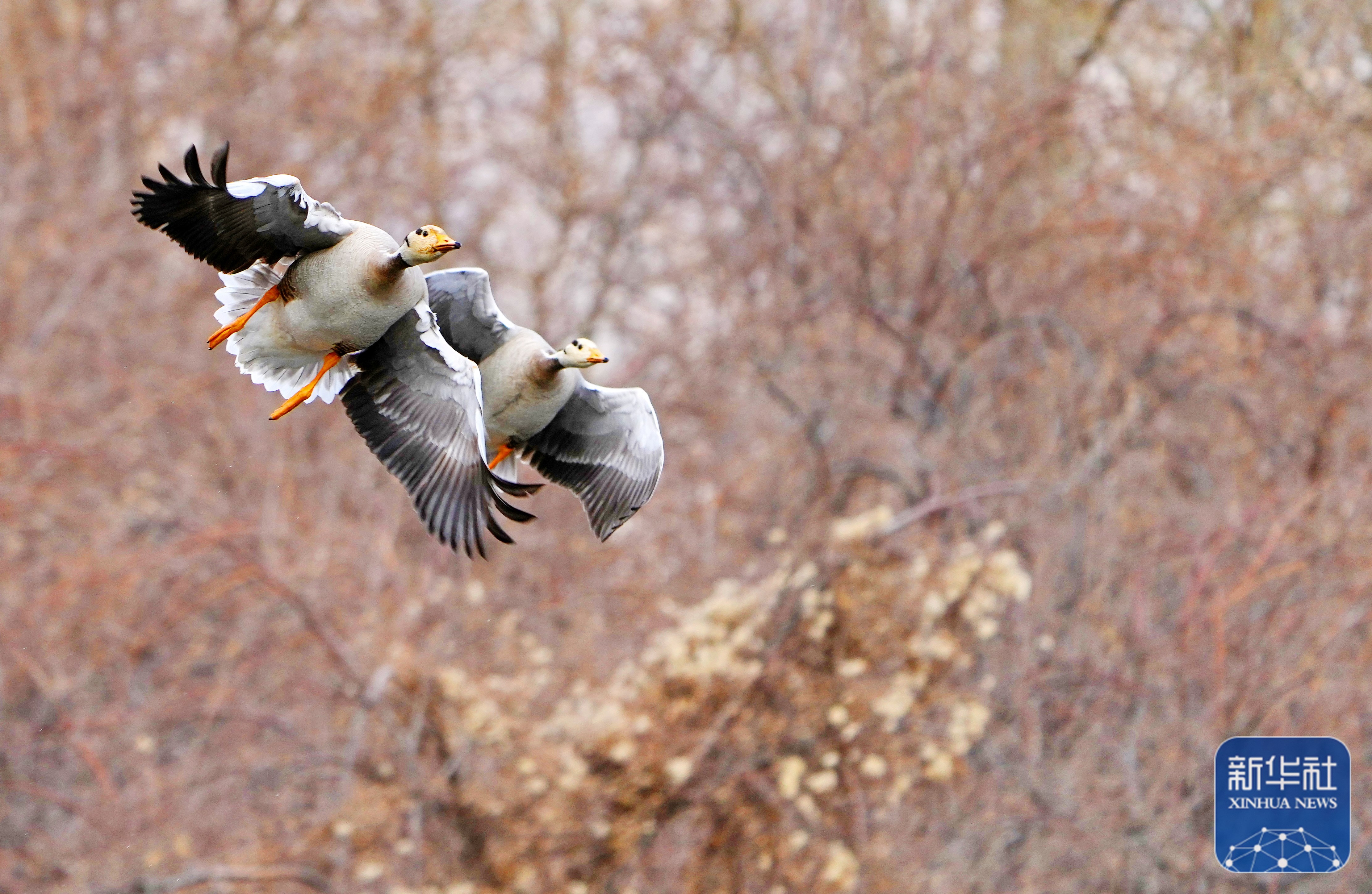 拉鲁湿地:鸟的逸境
