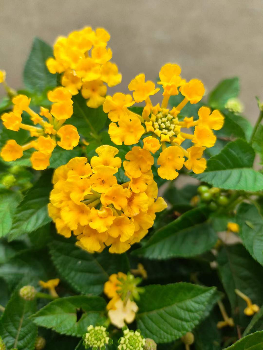 五色梅:一朵花5种颜色,世界十大有毒杂草之一