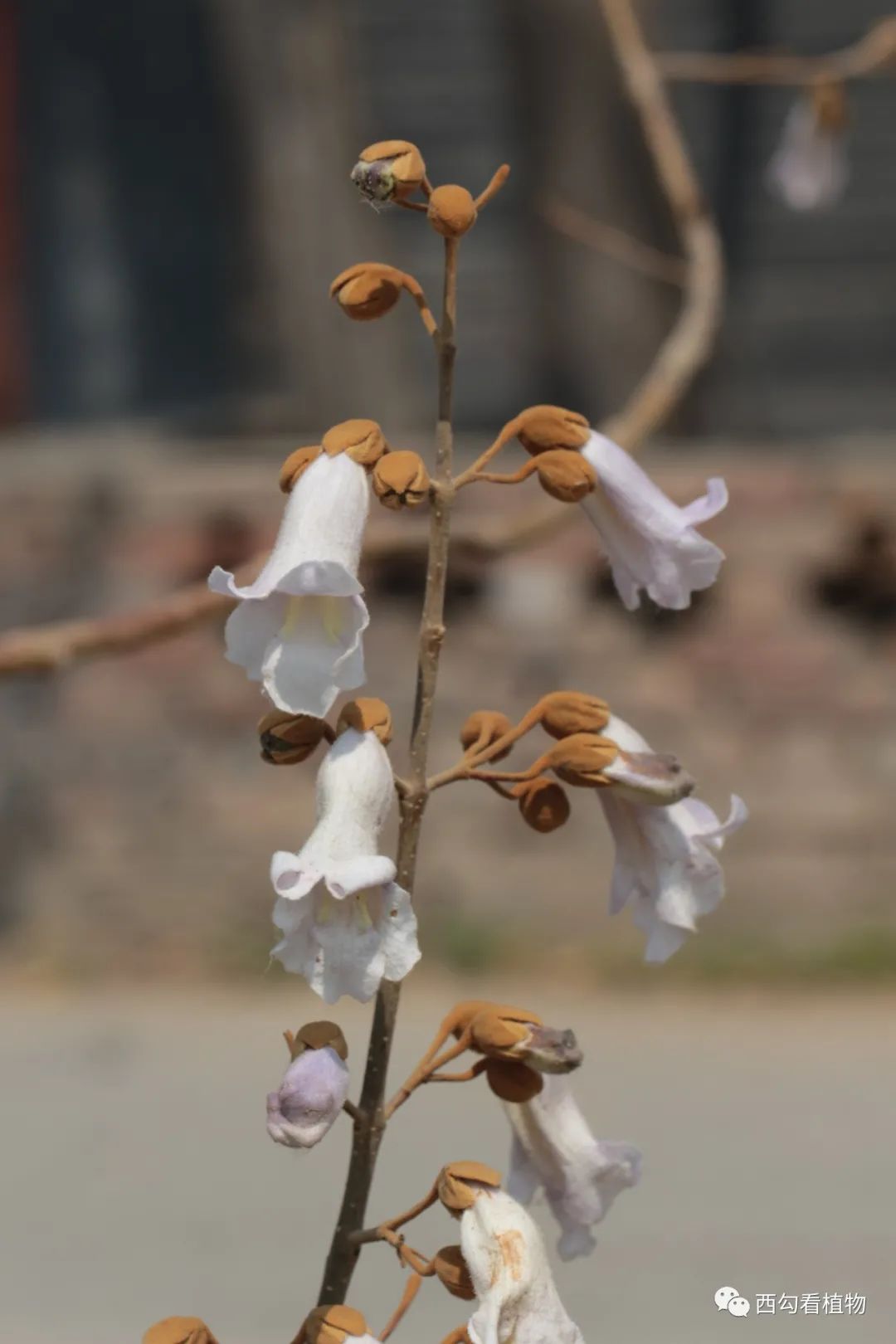 毛泡桐 paulownia tomentosa