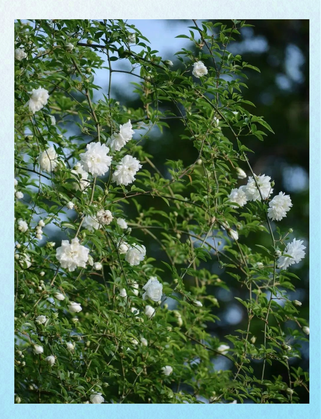 荼蘼花:春末夏初的独特色彩
