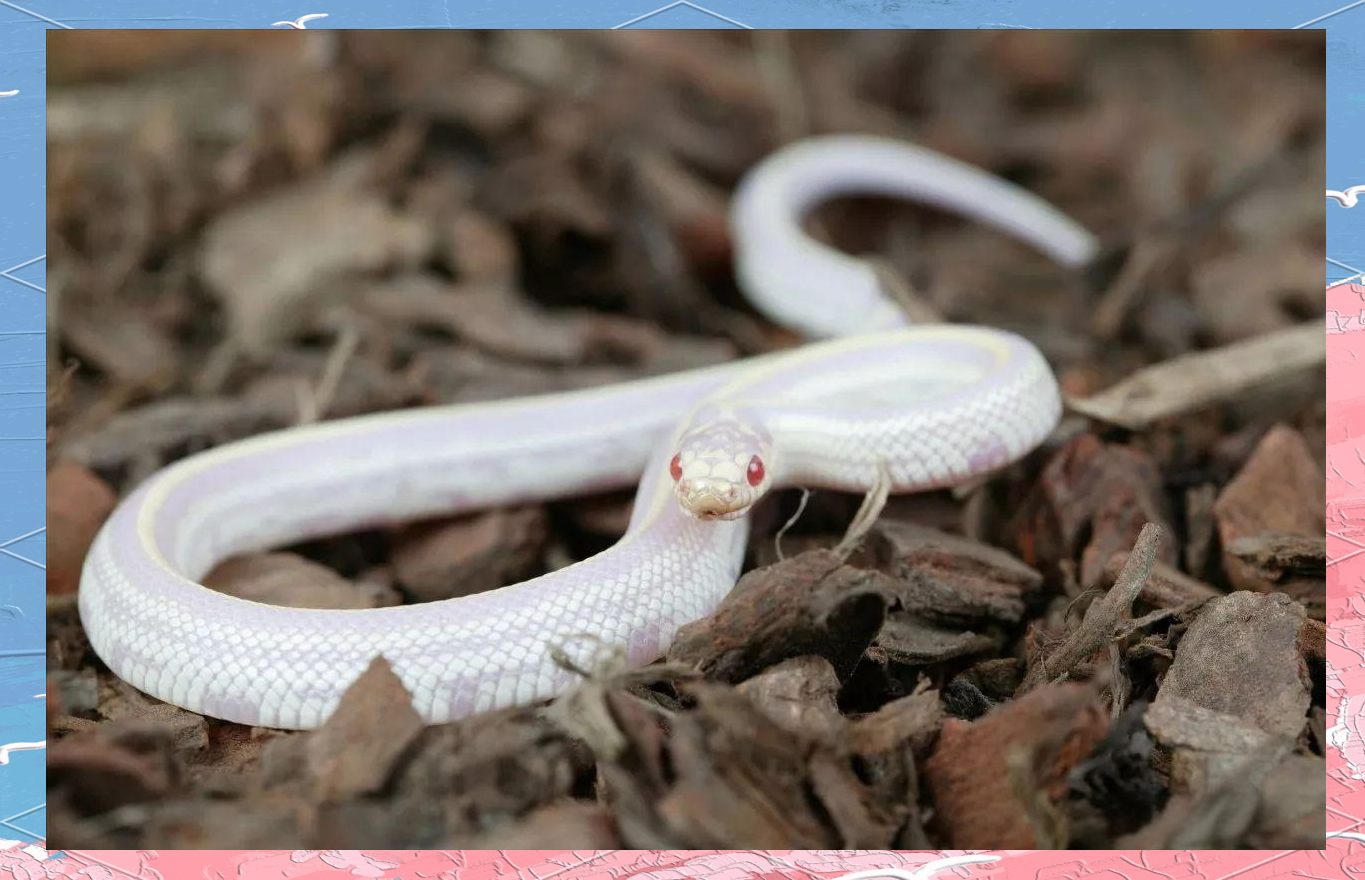 白蛇:罕见且被赋予灵性的神秘动物